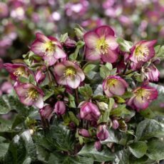 5023242999760 1 Helleborus HGC Ice N Roses Mary Marble.jpg